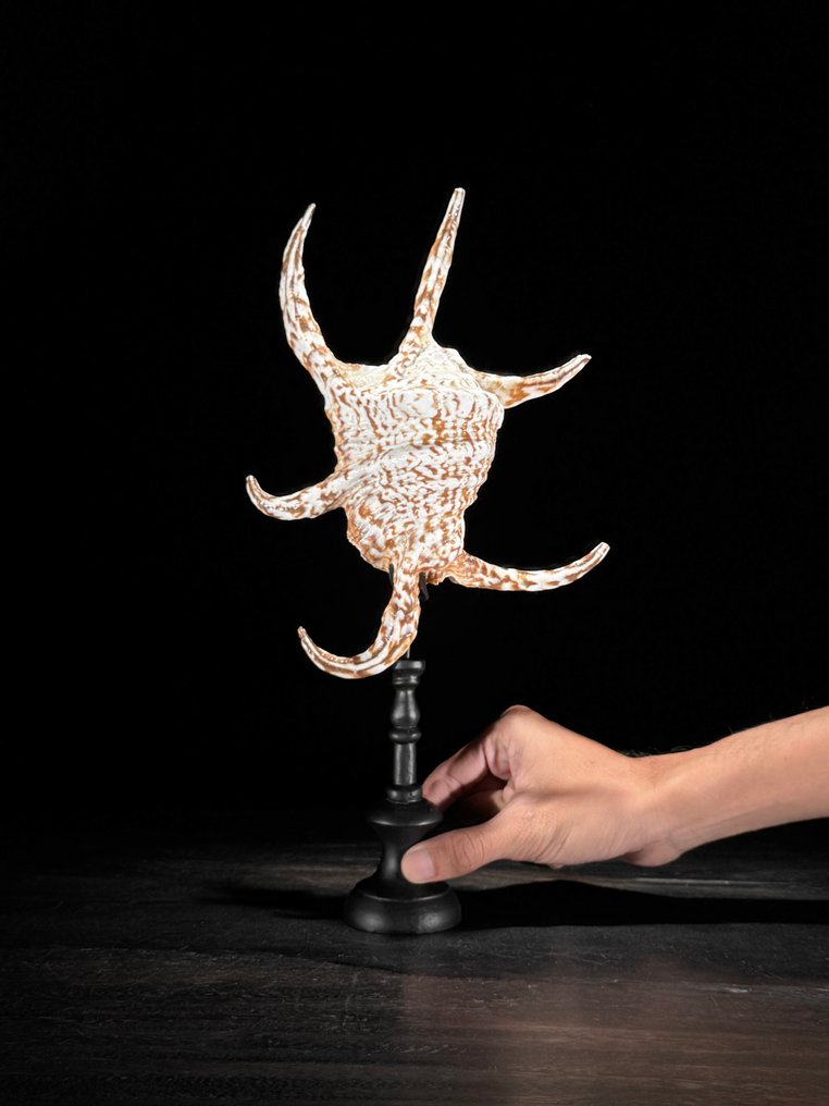 令人惊叹的蜘蛛海螺壳，配有定制底座 海贝 - Lambis lambis  (没有保留价) #1.0