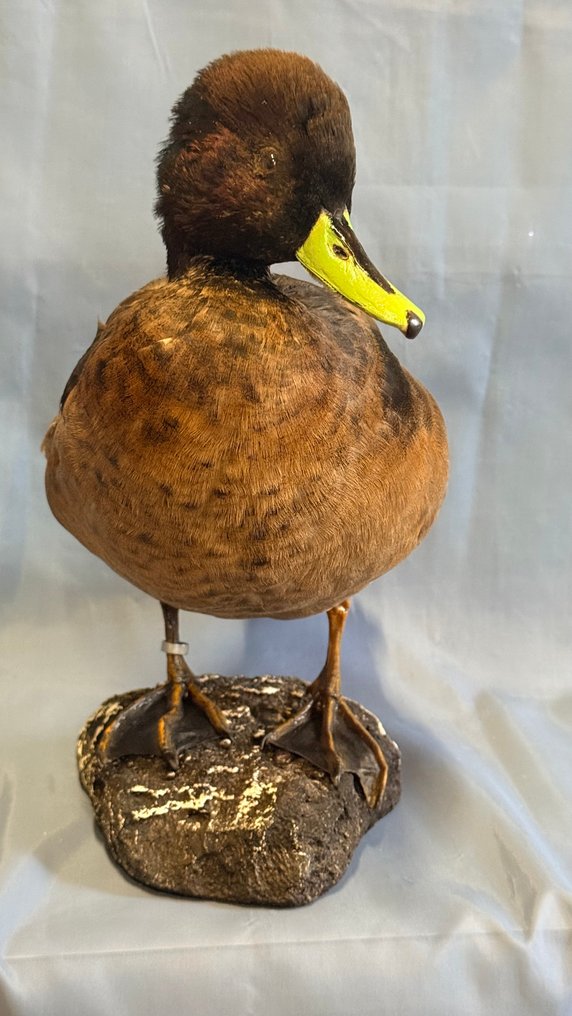 Ibrido Allestimento tassidermico a corpo intero - Ibrido (with proof of legal origin) - 25 cm - 5 cm - 32 cm - Specie non CITES #2.1