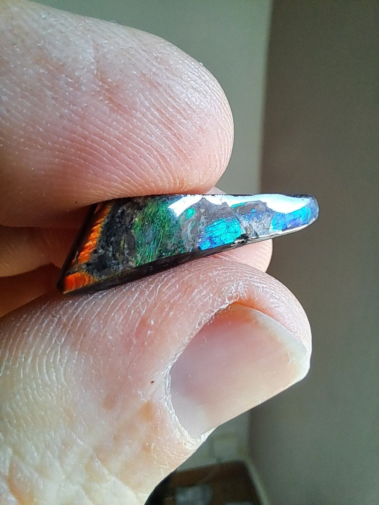 斑彩石 - 化石碎片 - Placenticeras - 2.9 cm - 0.85 cm  (没有保留价) #4.3