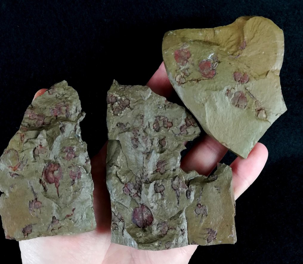 Πρωτογενές εχινόδερμο - Stylophora!!! - Απολιθωμένο ζώο - Prokopicystis sp. - 9.5 cm - 7 cm #3.2