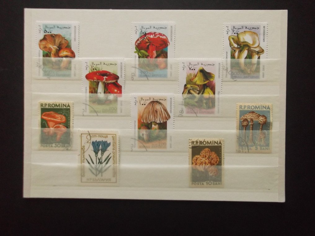 世界  - 动物主题收藏根据描述 #1.0