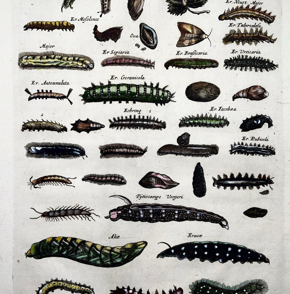 Matthäus Merian (1593-1650) - hand coloured engraving: Caterpillars, Lavae, Cocoons - 1657 #2.1