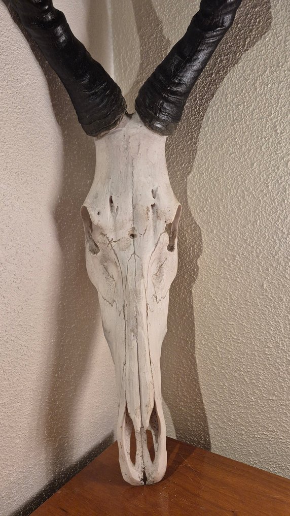 Bubale caama Ścienny eksponat taksydermiczny - Alcelaphus bubalus caama - grand et superbe trophée - ENVOI GRATUIT dans l'UE  !!! - 80 cm - 28 cm - 25 cm - Gatunki inne niż CITES #2.1