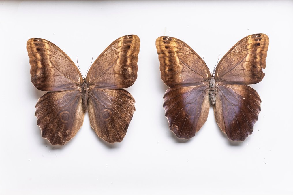 猫头鹰蝴蝶收藏框架 - Brassolini - Satyrinae Caligo 標本全身支架 - Caligo - 6 cm - 40 cm - 26 cm - 非《瀕臨絕種野生動植物國際貿易公約》物種 #1.0