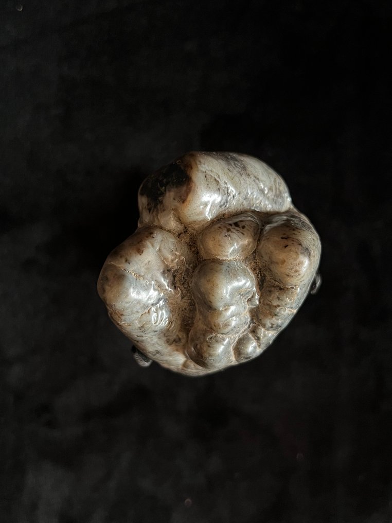 Ιπποπόταμος - Απολιθωμένο δόντι - Hexaprotodon - 4.5 cm - 4.5 cm  (χωρίς τιμή ασφαλείας) #4.3