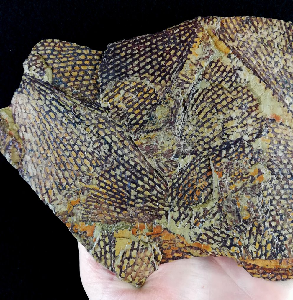 Εκπληκτικό γραπτολίτη με εξαιρετική διατήρηση! - Απολιθωμένο ζώο - Araneograptus murrayi (Hall, 1865) - 23 cm - 13.5 cm #1.0