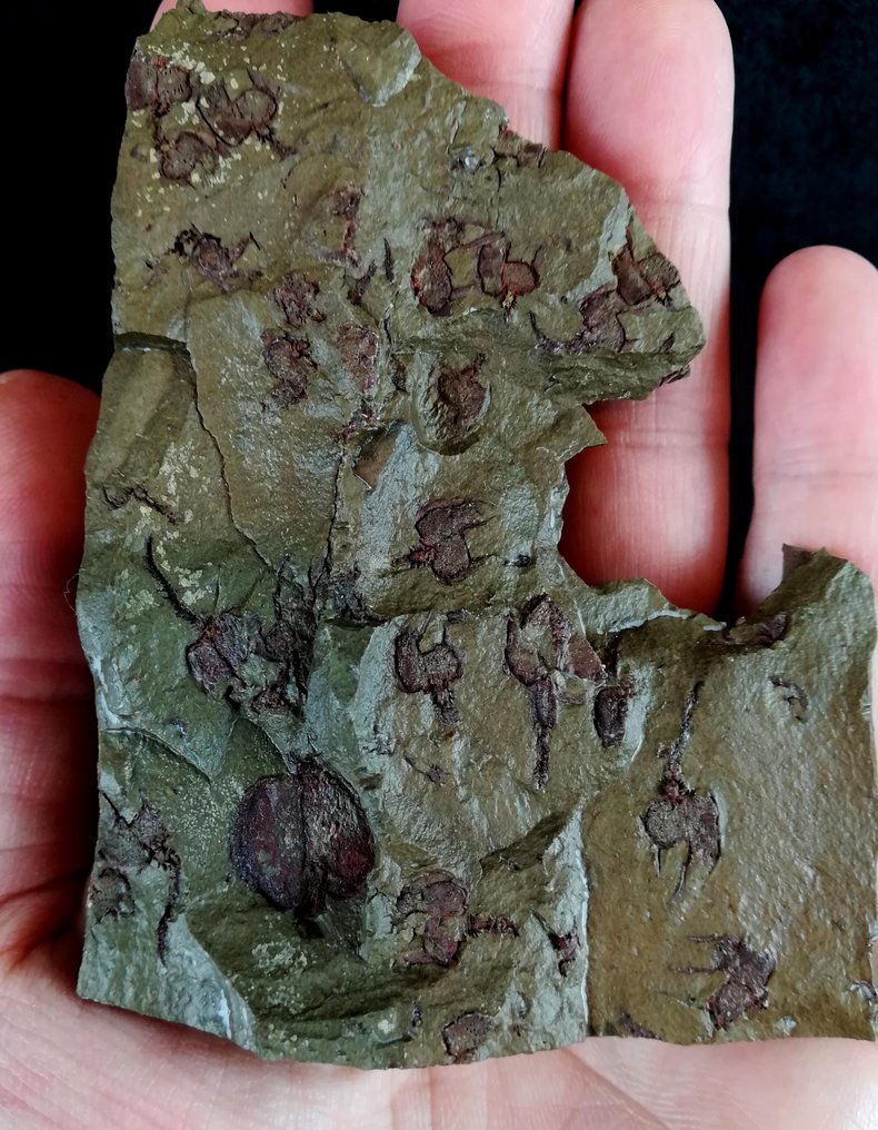 Πρωτογενές εχινόδερμο - Stylophora!!! - Απολιθωμένο ζώο - Prokopicystis sp. - 9.5 cm - 7 cm #1.0