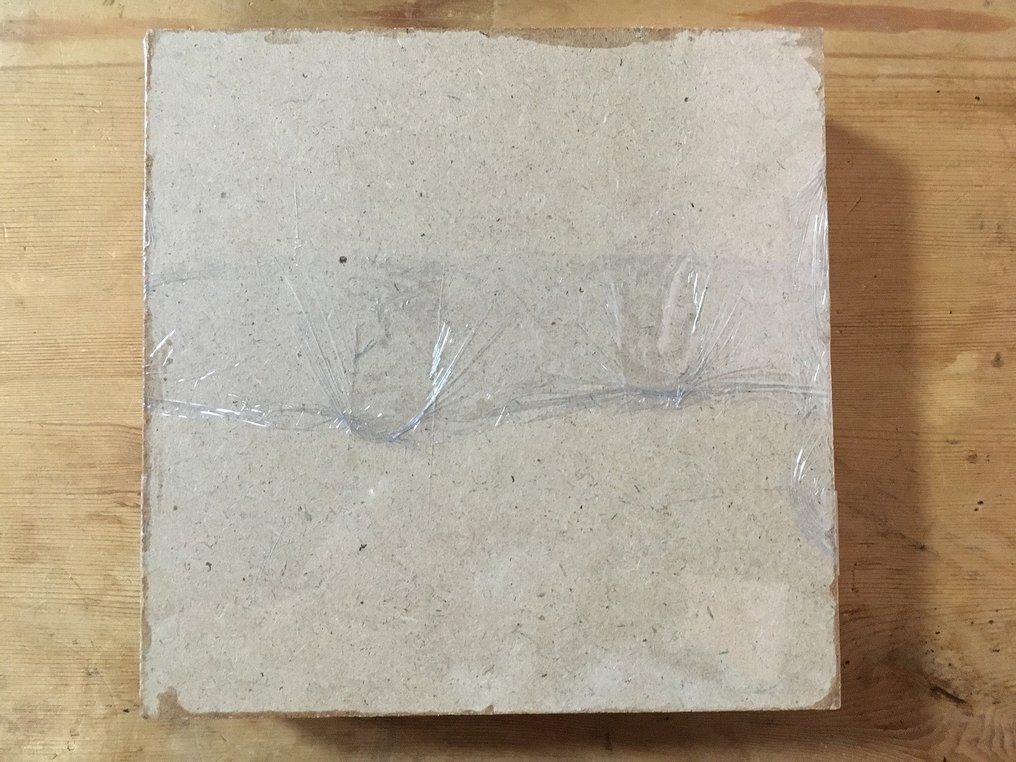 Αράχνες, σκόροι, σκαθάρια και μακρόκωλα σκαθάρια. (κλπ) Βάση ταρίχευσης ολόκληρου σώματος - Palamnaeus (etc) - 15 cm - 15 cm - 4 cm - Είδη που δεν ανήκουν στο CITES - 1 #1.0