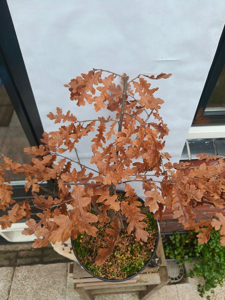 Oak bonsai (Quercus) - 高度 (樹): 35 cm - 深度 (樹): 30 cm - 荷蘭 #4.3