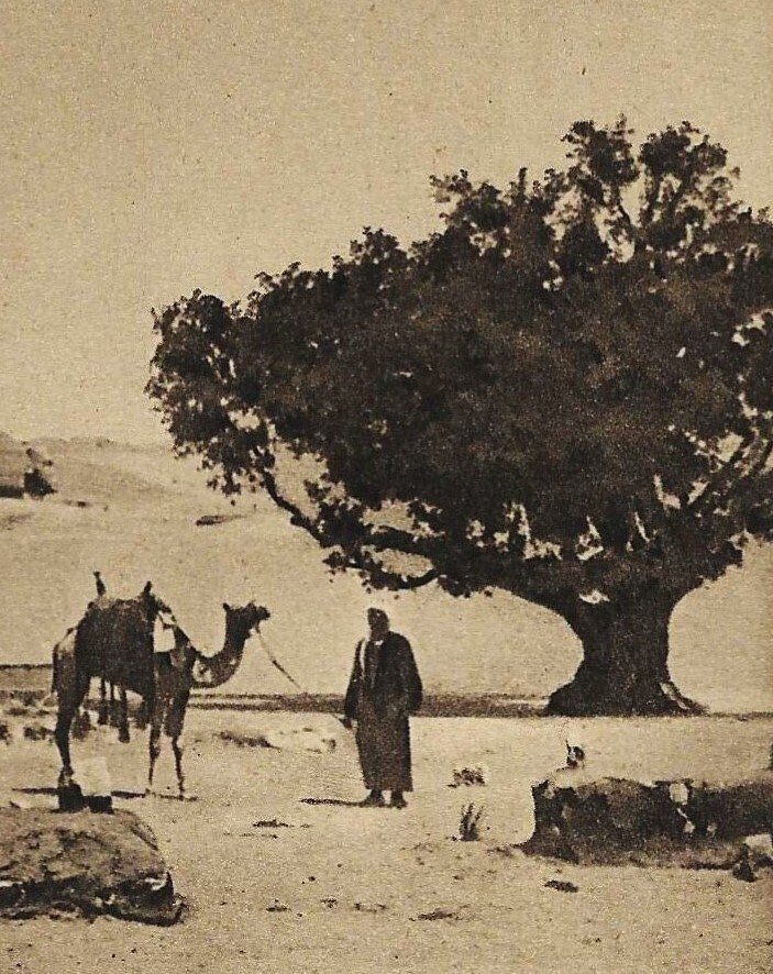 Lehnert & Landrock - Cairo : Piramide di Kheops #3.2