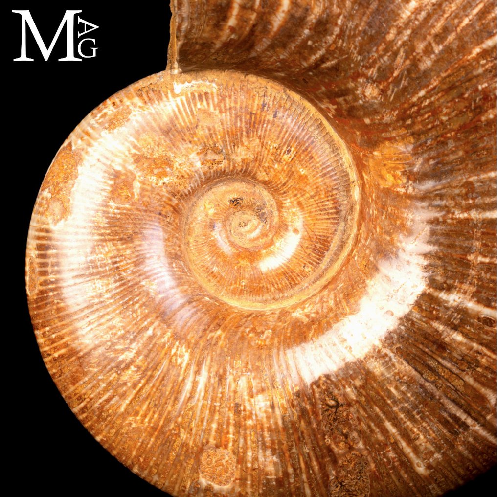 化石菊石Lytoceras——基座上的史前优雅 化石碎片——收藏家的珍品 - 高度: 343 mm - 宽度: 175 mm- 4034 g #2.1