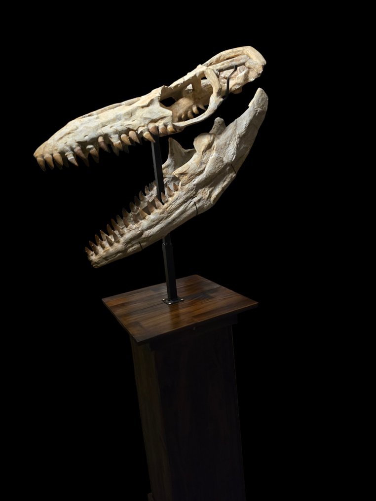 Exceptional Mosasaur - Fossil skull - Thalassotitan Atrox - 167 cm - 80 cm #4.3