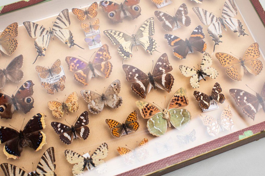 Πεταλούδες της Ευρώπης - Αρχαία Σπάνια Συλλογή Εντομολογίας με ημερόβιες πεταλούδες των Nymphalidae Βάση ταρίχευσης ολόκληρου σώματος - Papilio machaon, Iphiclides podalirius, Iphiclides feisthamelii, Apatura iris - 8 cm - 40 cm - 26 cm - Είδη που δεν ανήκουν στο CITES #3.2