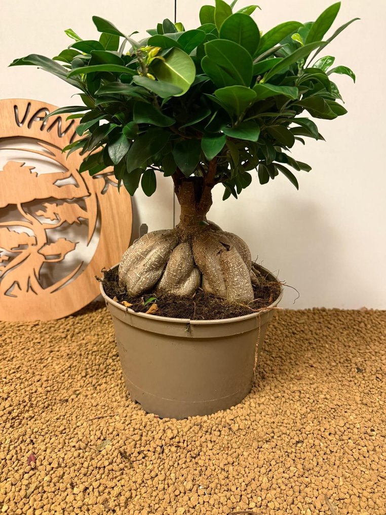Συκιά μπονσάι (Ficus) - Ύψος (Δέντρο): 35 cm - Βάθος (Δέντρο): 24 cm - Βέλγιο #4.3