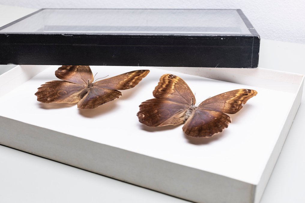 猫头鹰蝴蝶收藏框架 - Brassolini - Satyrinae Caligo 標本全身支架 - Caligo - 6 cm - 40 cm - 26 cm - 非《瀕臨絕種野生動植物國際貿易公約》物種 #1.0