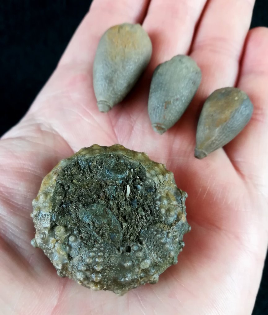 Imponerande sjöborre, 37 mm!!! - Exceptionell storlek i denna sällsynta art!!! - Fossiliserat djur - Asterocidaris meandrina (AGASSIZ, 1840) - 37 mm - 37 mm  (Utan reservationspris) #2.1