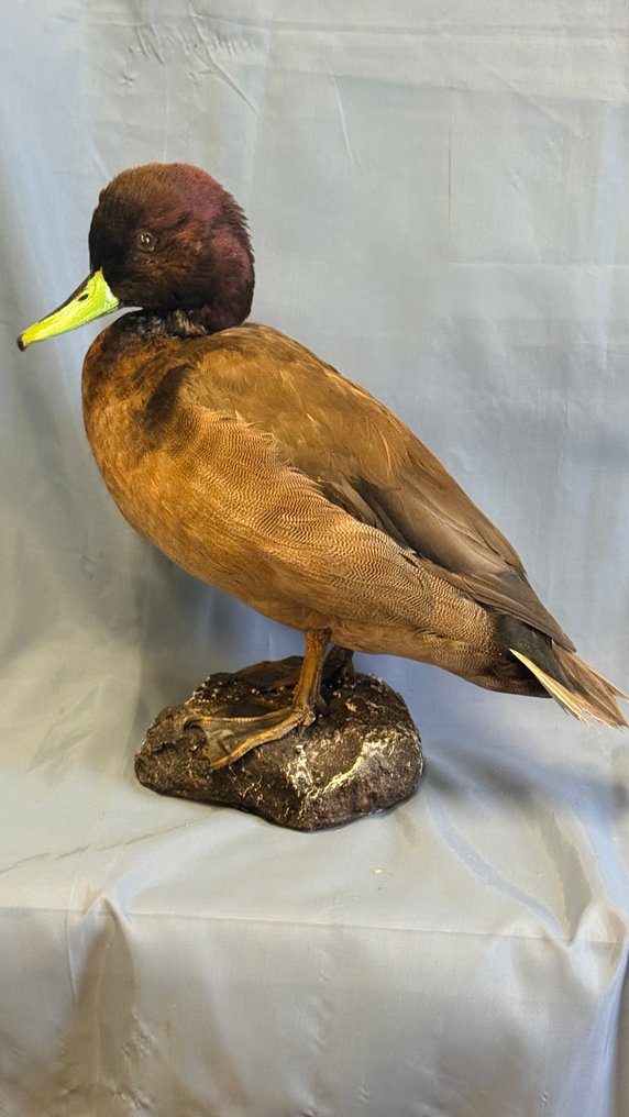 Ibrido Allestimento tassidermico a corpo intero - Ibrido (with proof of legal origin) - 25 cm - 5 cm - 32 cm - Specie non CITES #1.0