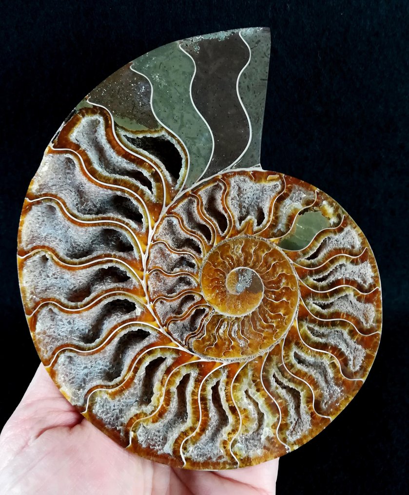 菊石亞綱 - 動物化石 - Aioloceras (Cleoniceras) besairiei (Collignon 1949) - 16.2 cm - 13 cm #2.1