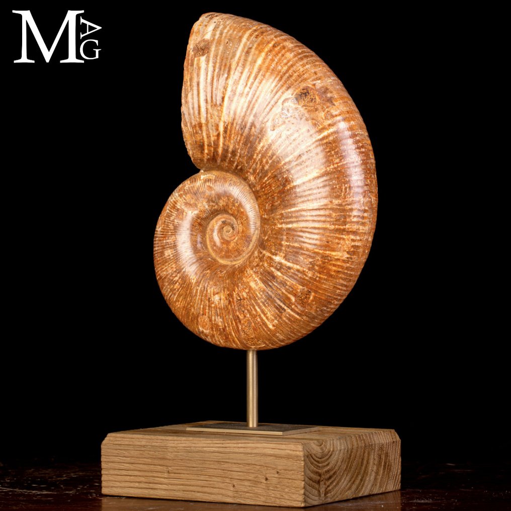 化石菊石Lytoceras——基座上的史前优雅 化石碎片——收藏家的珍品 - 高度: 343 mm - 宽度: 175 mm- 4034 g #3.2