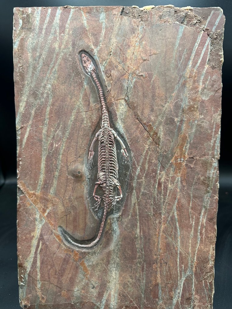 Fossil matrix - Keichousaurus sp. - 30 cm - 20 cm #1.0