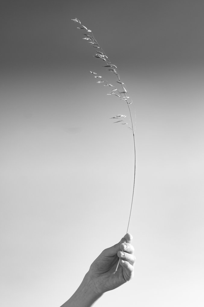 Ivana Noto - isola #3.2