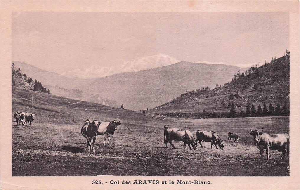 牛，包括一些幻想 - 明信片 (90) - 1905-1970 #4.3