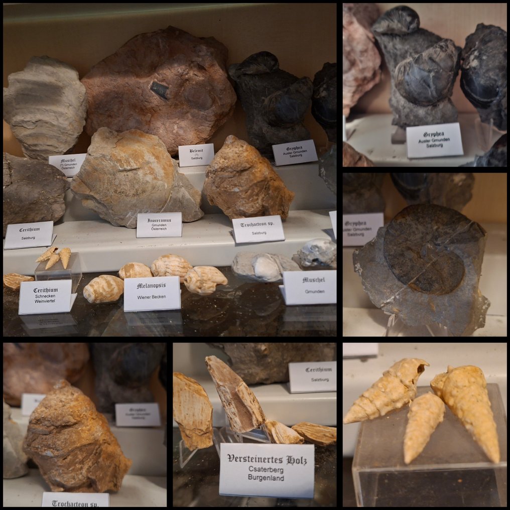 Παλαιά συλλογή απολιθωμάτων πάνω από 20 τεμάχια. - Απολιθωμένη μήτρα  (χωρίς τιμή ασφαλείας) #1.0