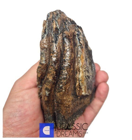 Μαμούθ με μαλλί από την εποχή των παγετώνων (Mammuthus primigenius) Μερικός γομφίος - Αργά - Απολιθωμένο δόντι  (χωρίς τιμή ασφαλείας) #1.0