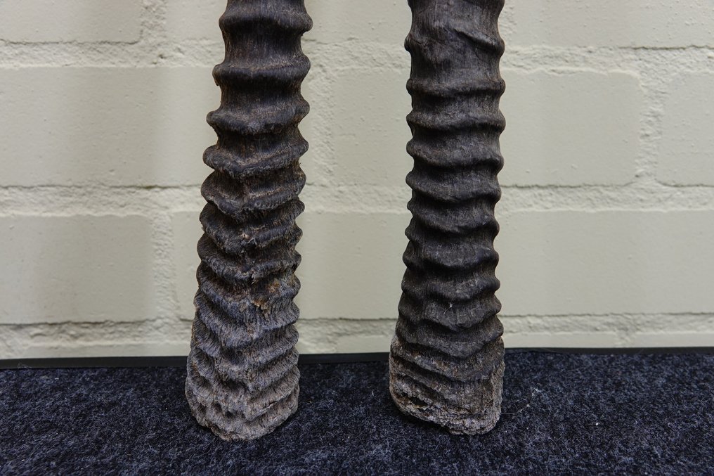 南非长角羚 角 - Oryx gazella - 3 cm - 3 cm - 81 cm- non-CITES species -  (2) #1.0