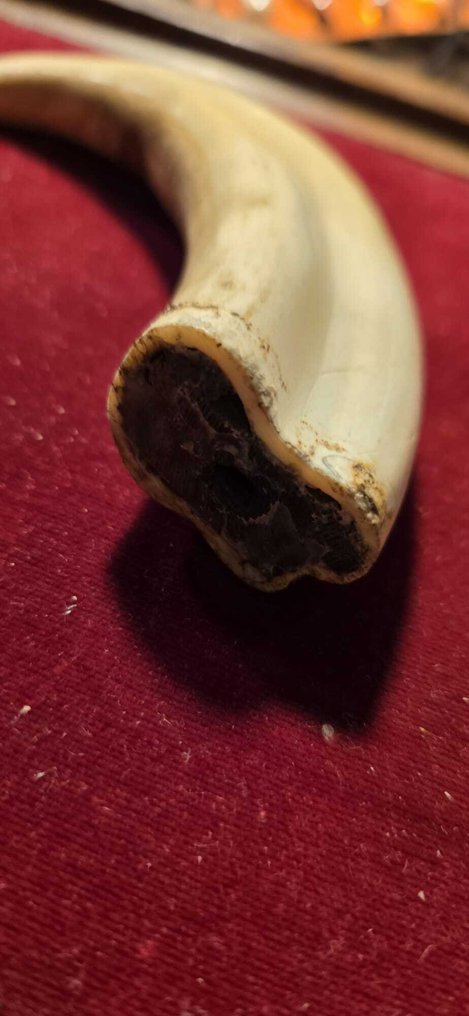 Warthog Tooth - Dente - 12 cm - 4 cm - 3 cm -  (1) #3.2