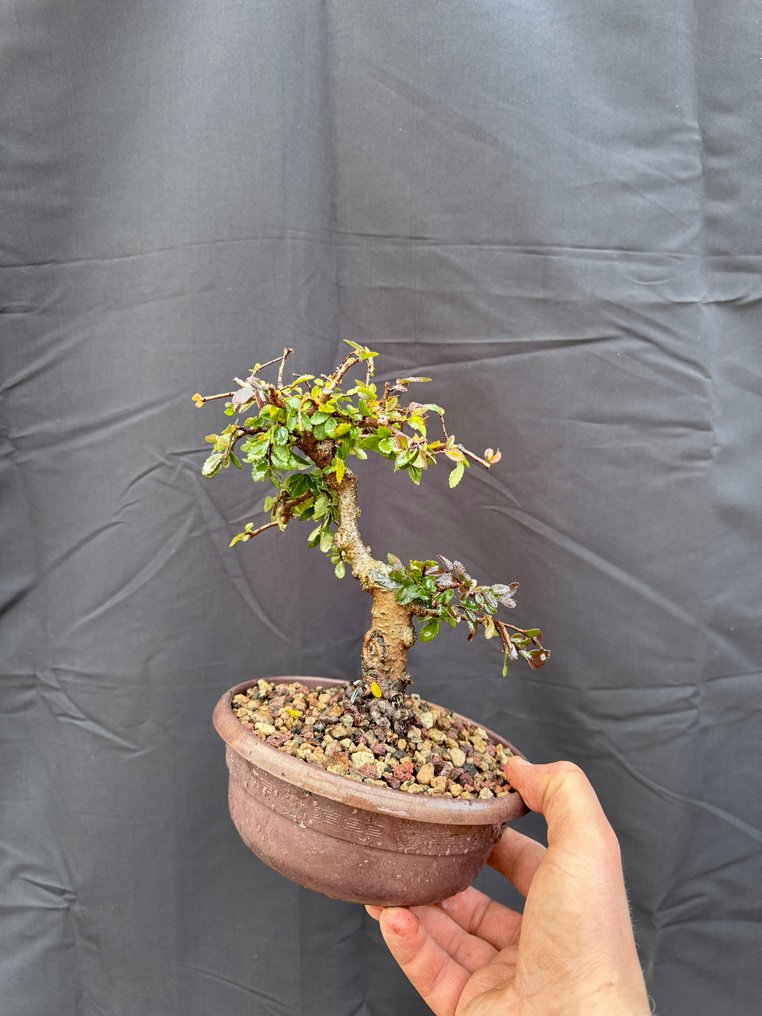 Κινεζική φτελιά μπονσάι (Ulmus parviflora) - Ύψος (Δέντρο): 18 cm - Βάθος (Δέντρο): 17 cm - Ιταλία #1.0