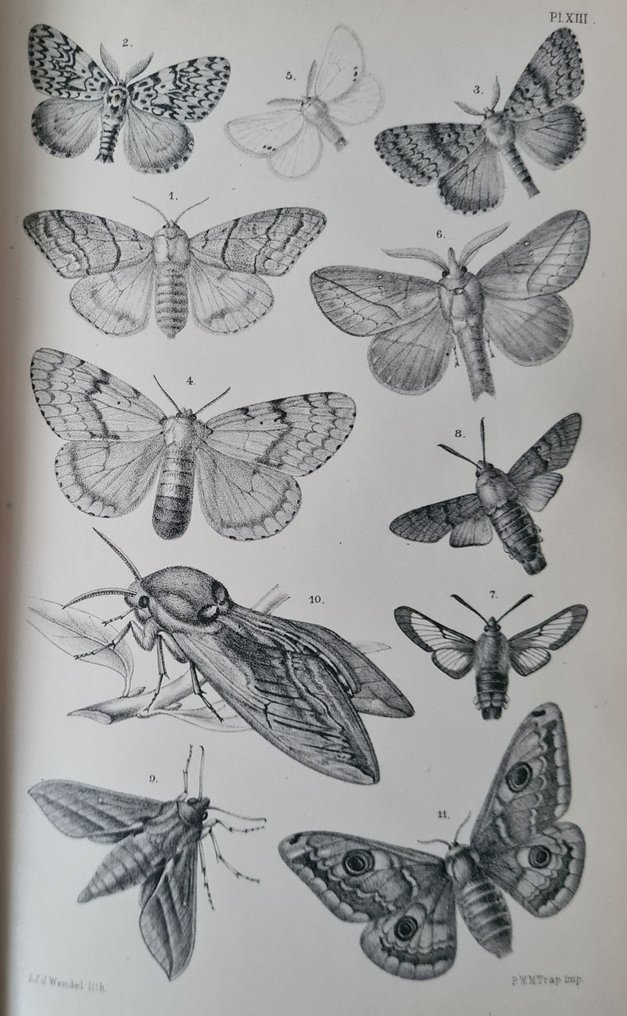 Johannes Theodorus Oudemans met 38 litho's - De Nederlandsche insecten - 1900 #1.0