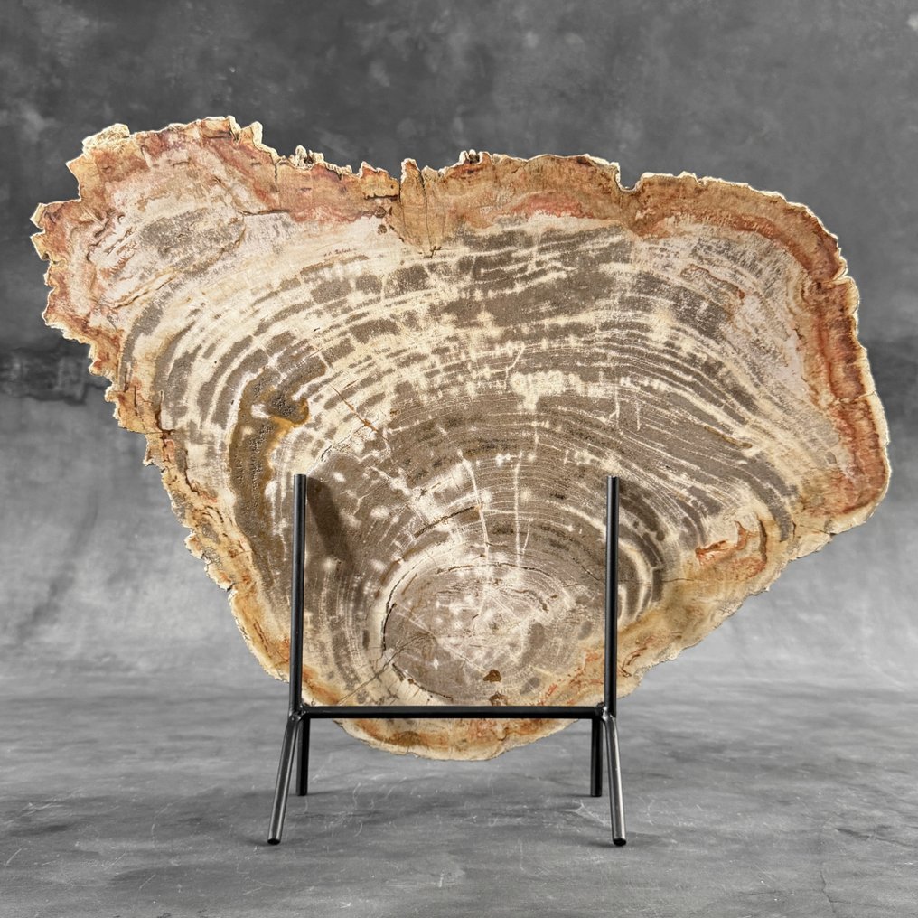 Εντυπωτικό μεγάλο κομμάτι πετρωμένου ξύλου σε ειδική βάση. - Απολιθωμένο ξύλο - 41.5 cm - 51 cm  (χωρίς τιμή ασφαλείας) #1.0