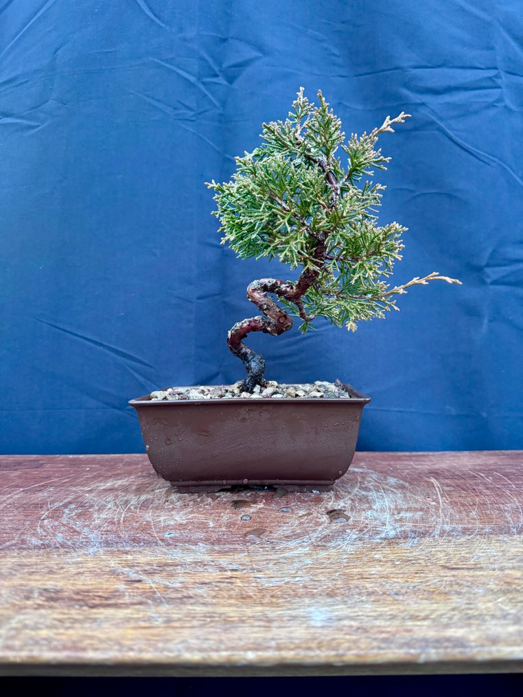Juniper bonsai (Juniperus) - Height (Tree): 17 cm - Depth (Tree): 12 cm - Italy #2.1