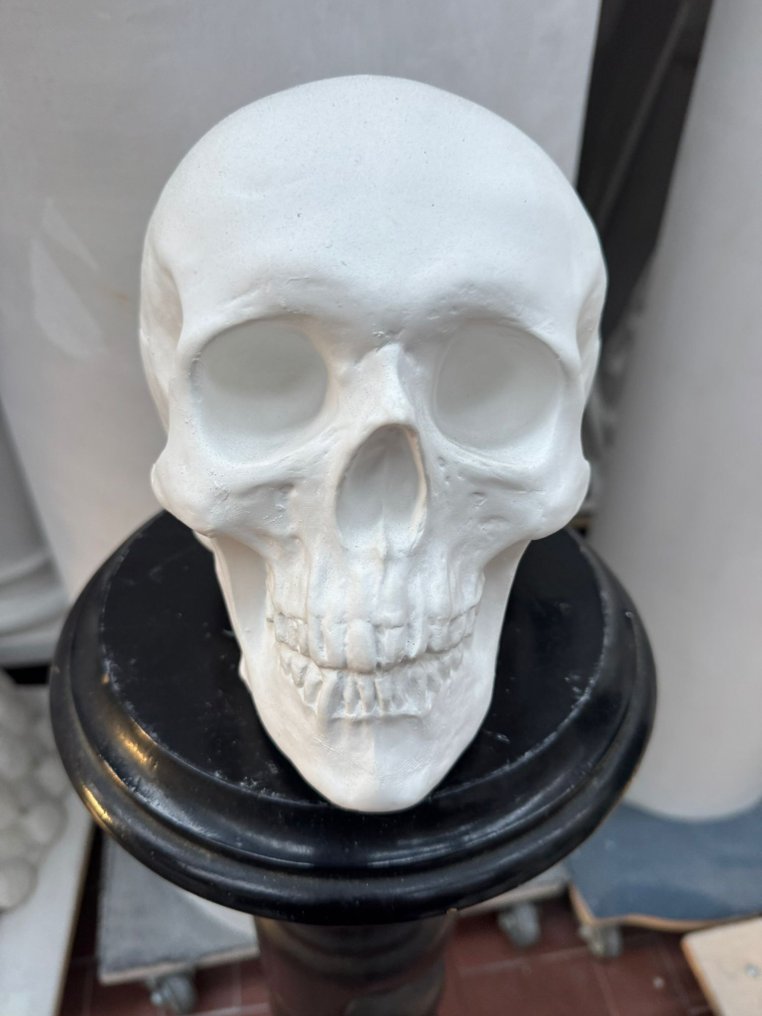 Sculpture, Teschio - 20 cm - Plaster #1.0