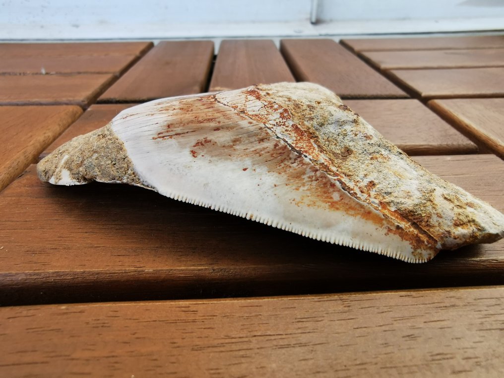 Megalodon - Dente fóssil - 11.47 cm - 9.29 cm  (Sem preço de reserva) #4.3