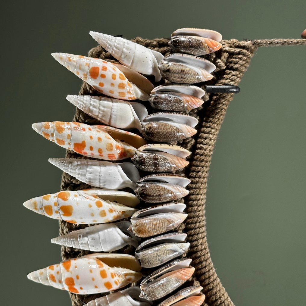 Διακοσμητικό στολίδι - NO RESERVE PRICE - SN11 - Decorative Shell Necklace on a custom stand - Παπούα Νέα Γουινέα #4.3
