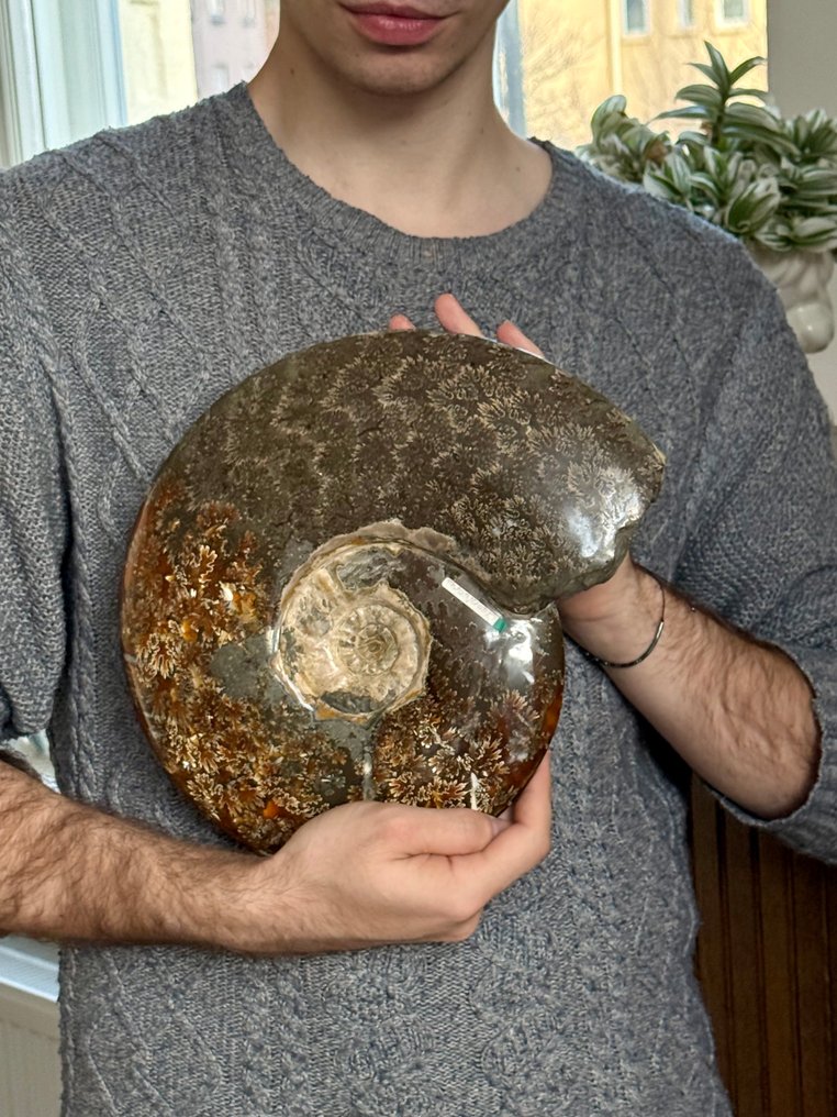 Ammonit - Tierfossil - Aioloceras (Cleoniceras) sp. - 30 cm #1.0