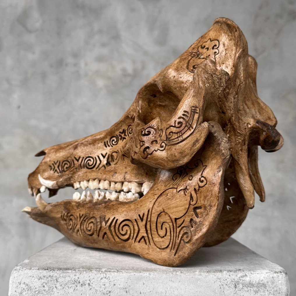 无底价- 精美的棕色雕刻铜绿野猪- 传统巴厘岛图案 雕刻的颅骨 - Suidae sp. - 24 cm - 20 cm - 31 cm- 非《濒危物种公约》物种 -  (1) #3.2