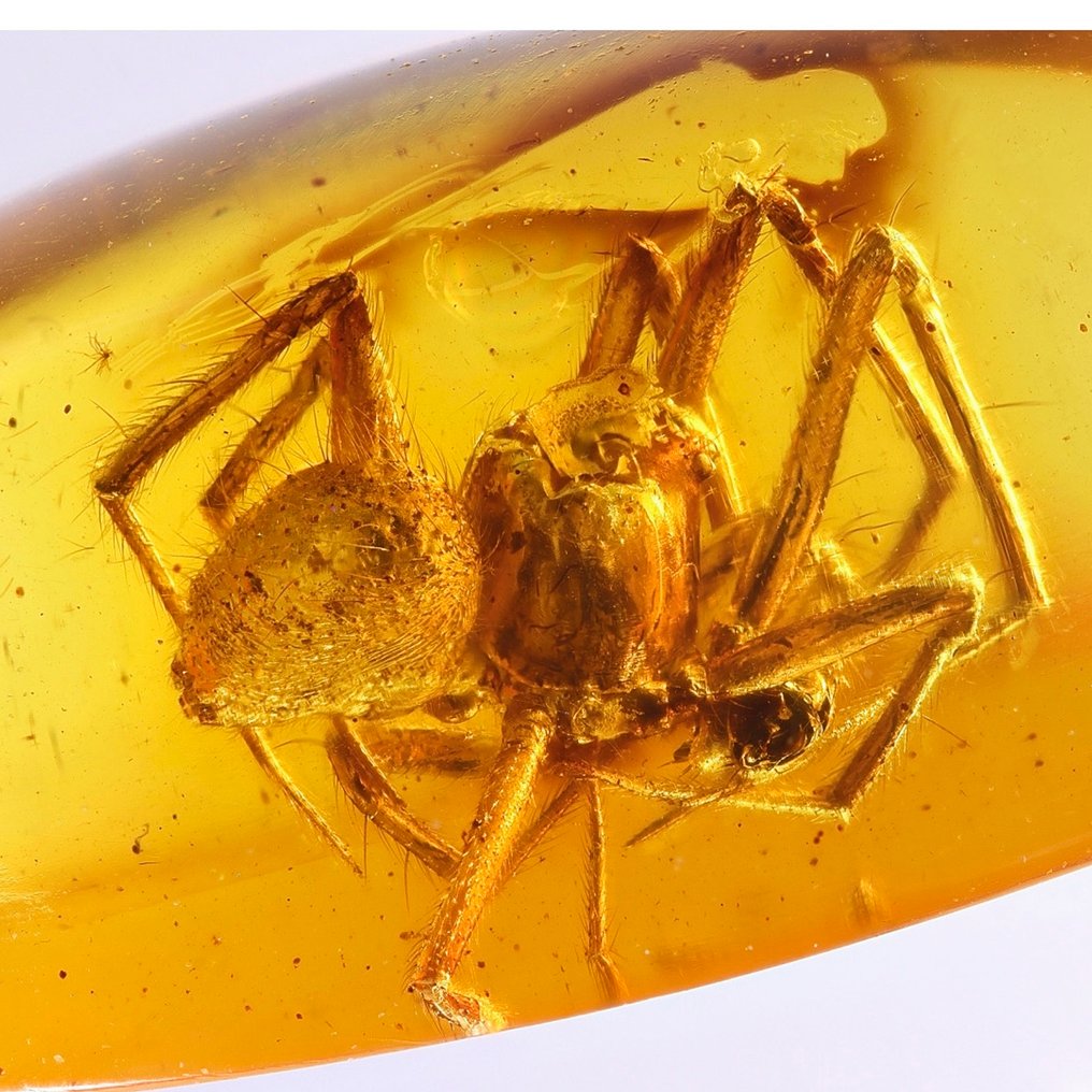 Amber - Amber - Spider - Main inclusion is 4mm - 12 mm - 4 mm  (Sin precio de reserva) #1.0