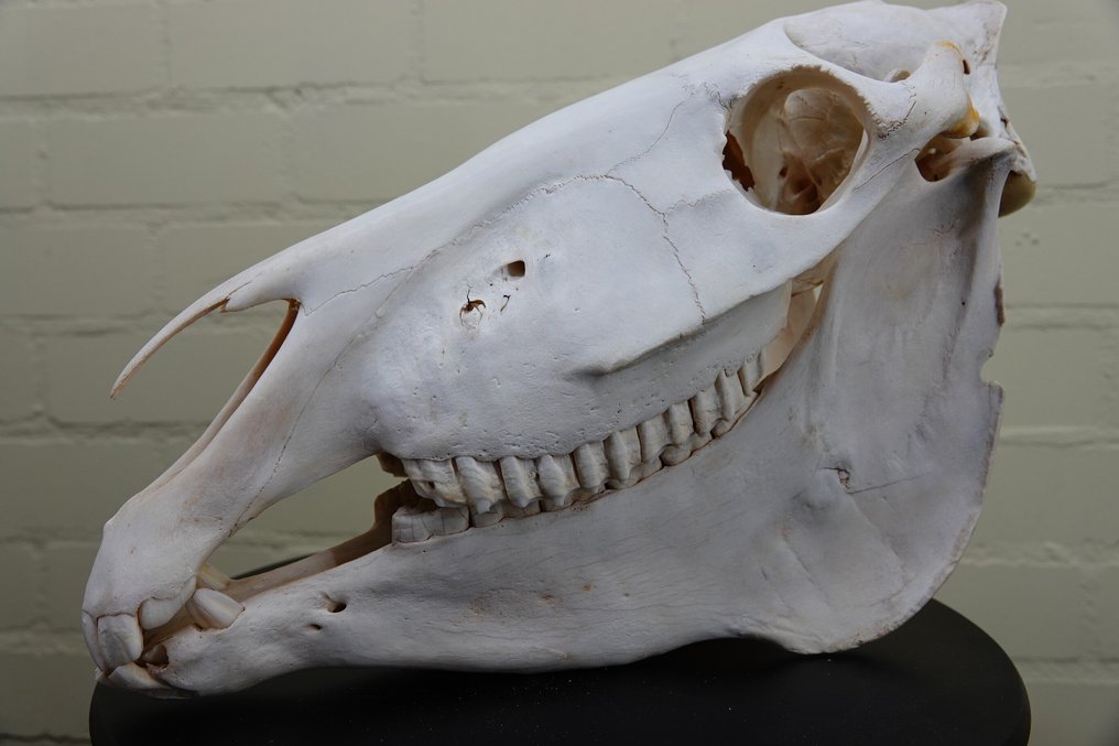 Ζέβρα η κοινή Κρανίο - Equus quagga - 29 cm - 43 cm - 19 cm- Είδη που δεν ανήκουν στο CITES #4.3