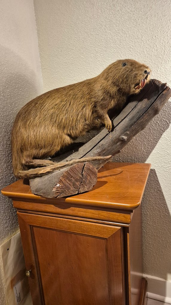 Ragondin Taxidermie montură corp întreg - Myocastor coypu - superbe spécimen adulte entier - ENVOI GRATUIT dans l'UE !!!! - 37 cm - 53 cm - 33 cm - Speciile Non-CITES #1.0
