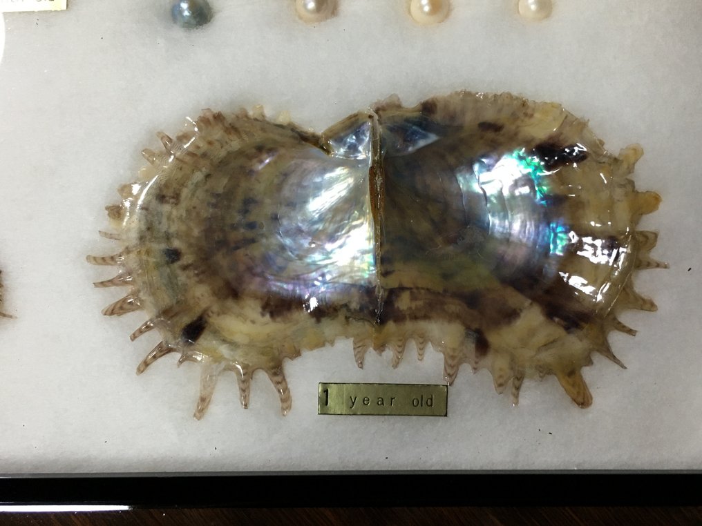 Pearl Allestimento tassidermico a corpo intero - Cultured Pearl - 19 cm - 3 cm - 467 cm - Specie non CITES - 1 #4.3