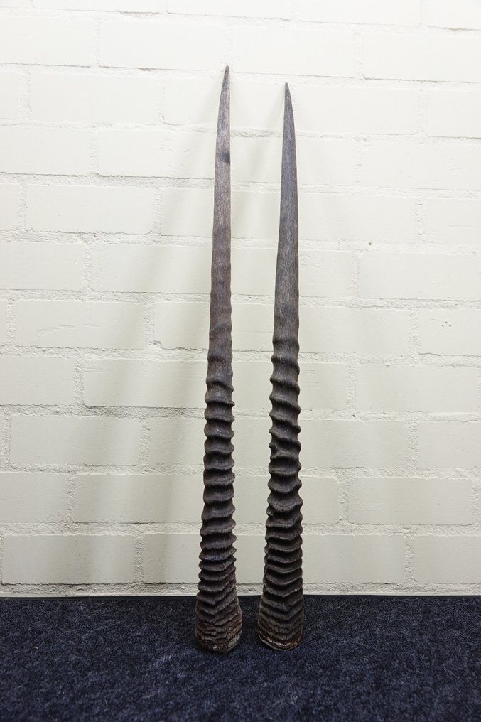 南非长角羚 角 - Oryx gazella - 3 cm - 3 cm - 90 cm- non-CITES species -  (2) #1.0