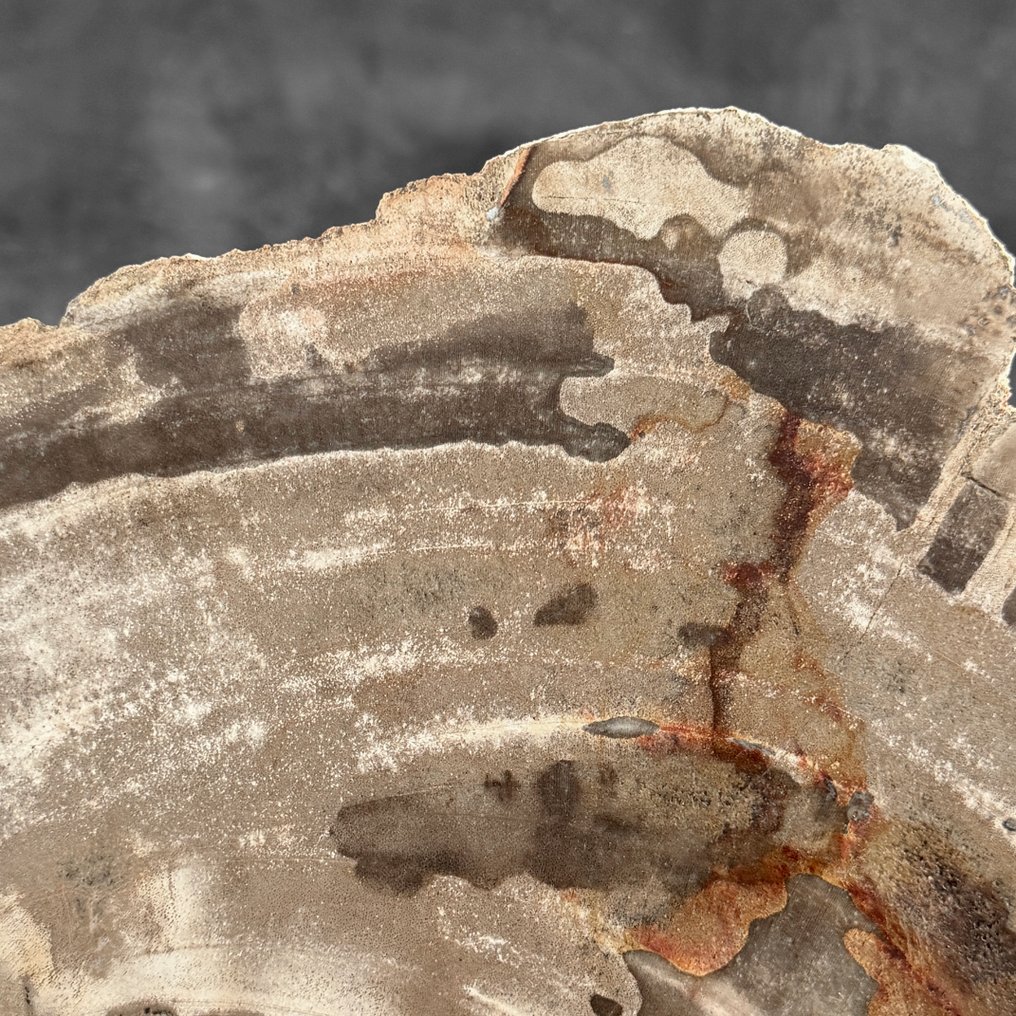 C - 一块令人印象深刻的化石木片，放置在定制的支架上 - 化石木材  (沒有保留價) #4.3