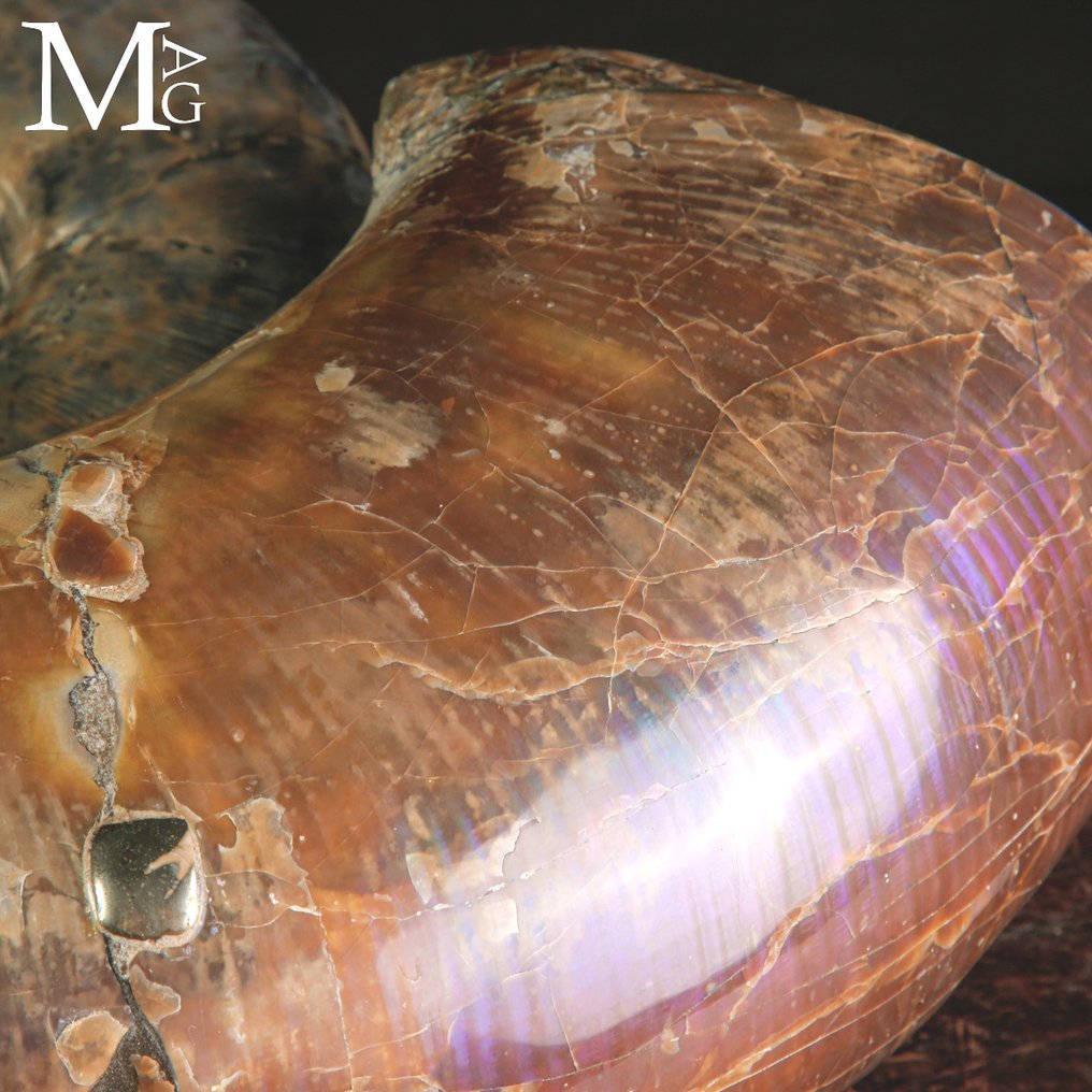 ¡Excelente! - Concha fosilizada - Fossil Ammonite Lytoceras sp. – Opalescent Surface - 390 mm - 330 mm #1.0