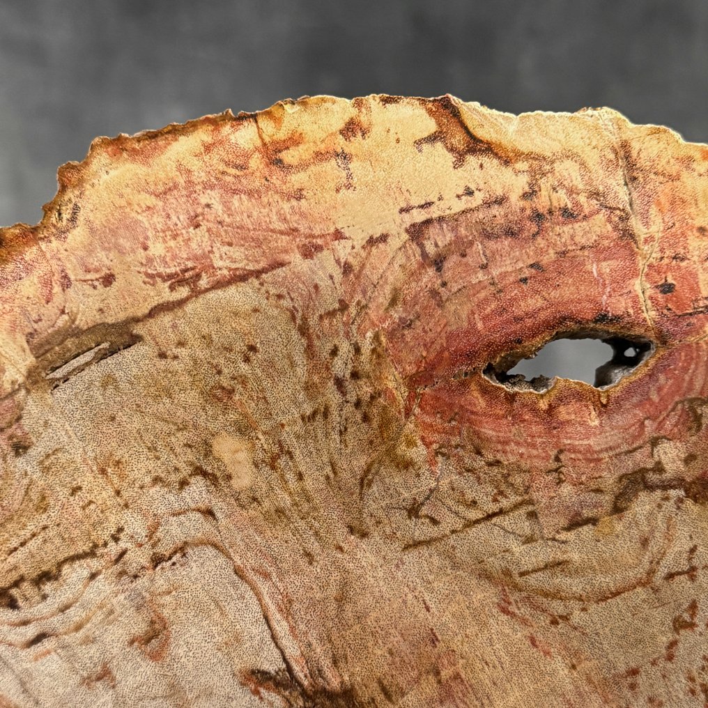 精彩的一片化石木片，放在定制的底座上 - 化石木材  (沒有保留價) #4.3