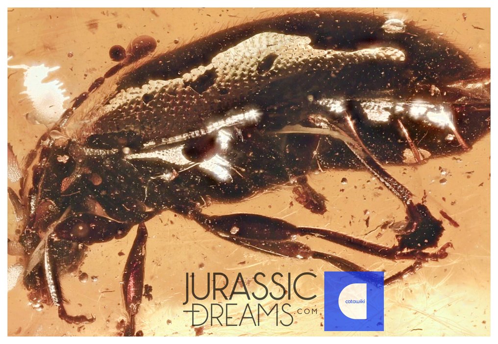 Suuri märkäperhonen Scirtidae -muinaispala, aito Baltic-kerami, laadukas kuva - Meripihka #2.1