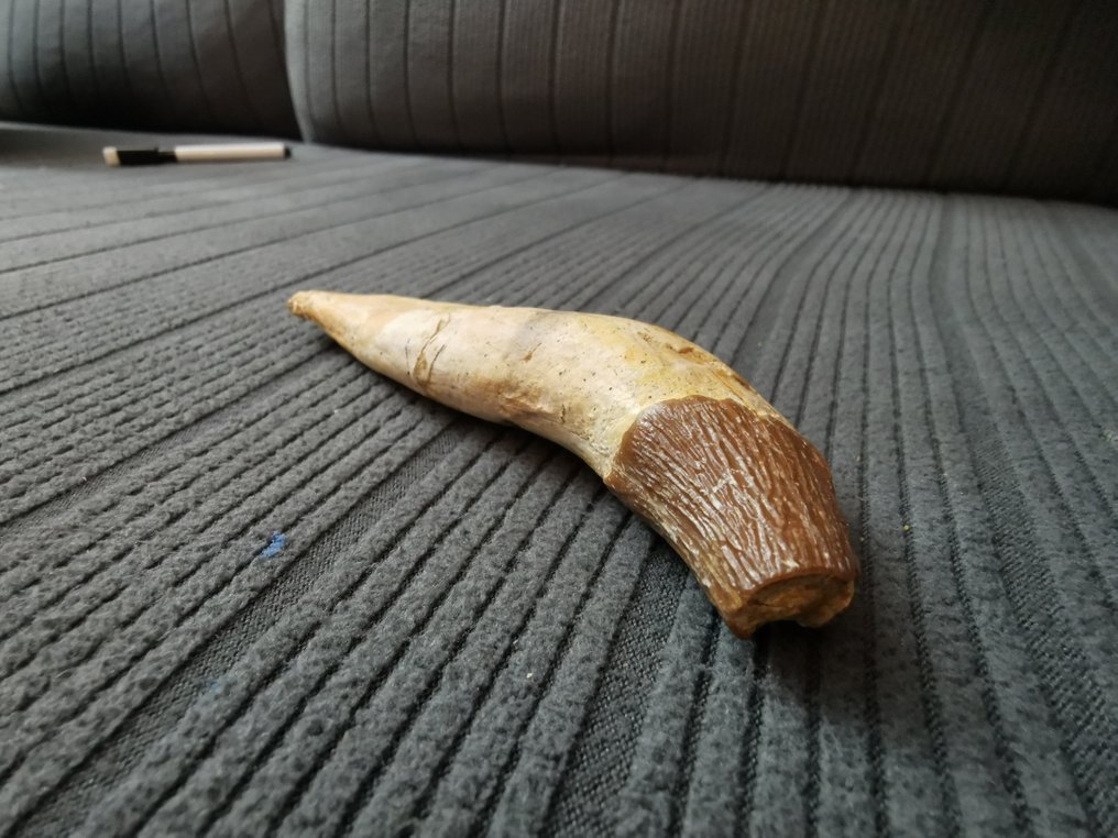 Baleia - Dente fóssil - Basilosaurus - 12.5 cm - 3 cm  (Sem preço de reserva) #1.0