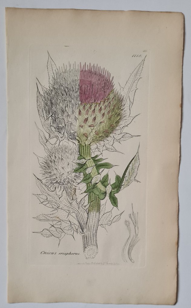 James Sowerby - 20 deels handgekleurde litho's o.a. wollige distel, zomer centaurie, rolklaver, #2.1